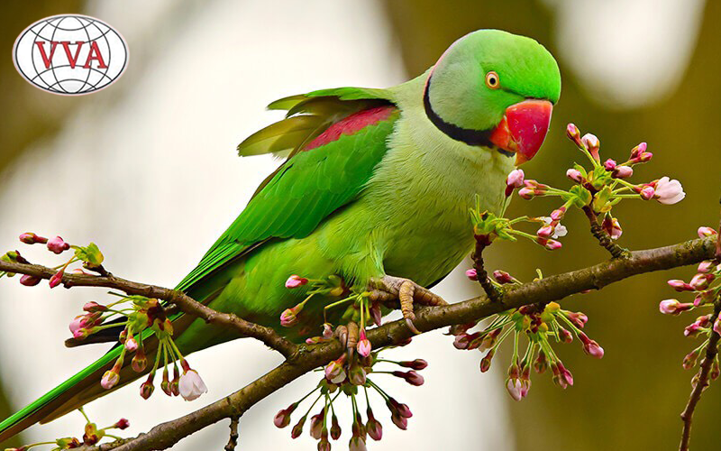 Hình 2: Vẹt Đuôi Dài (Budgerigars/Parakeets)